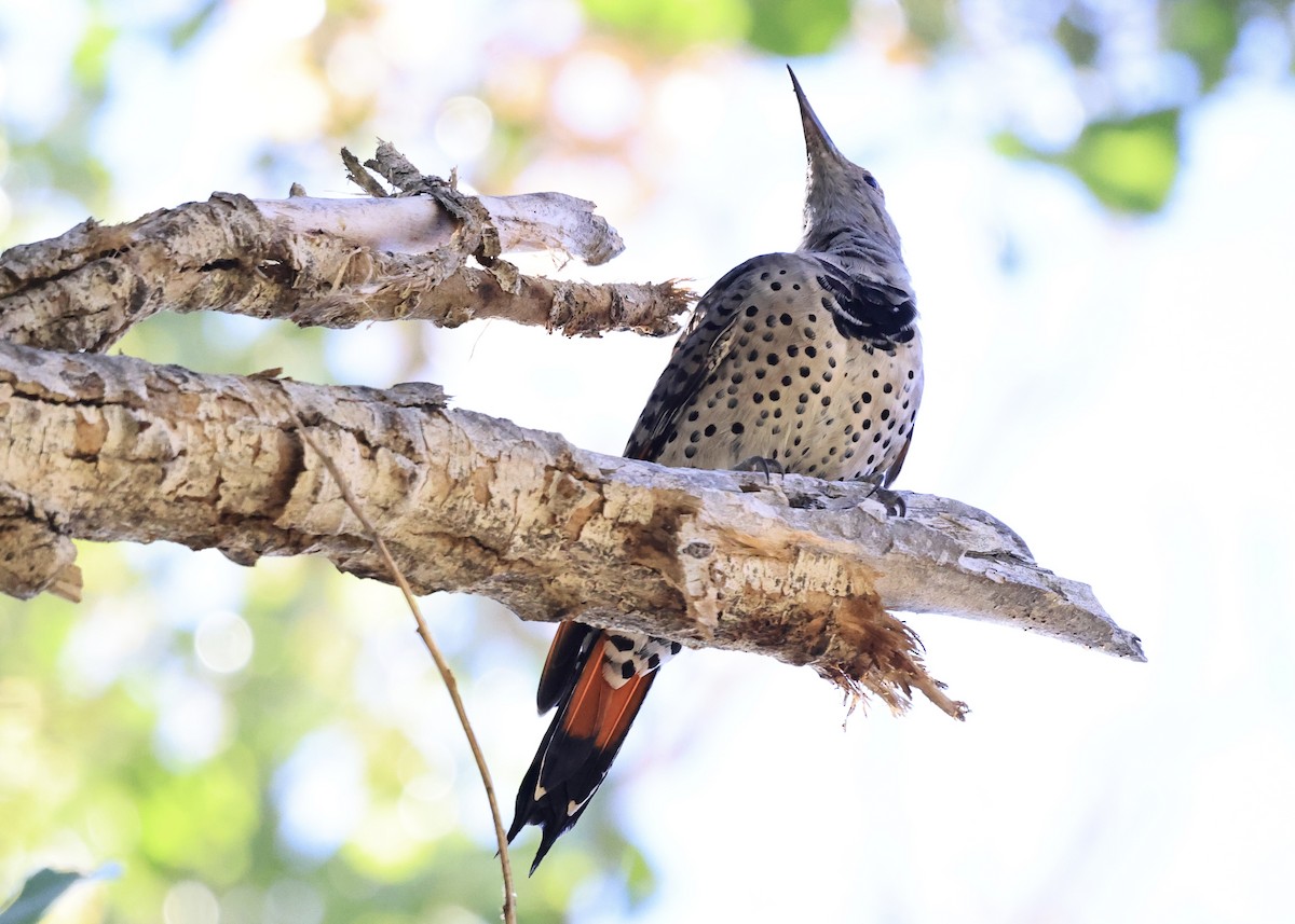 Northern Flicker (Red-shafted) - ML646603144