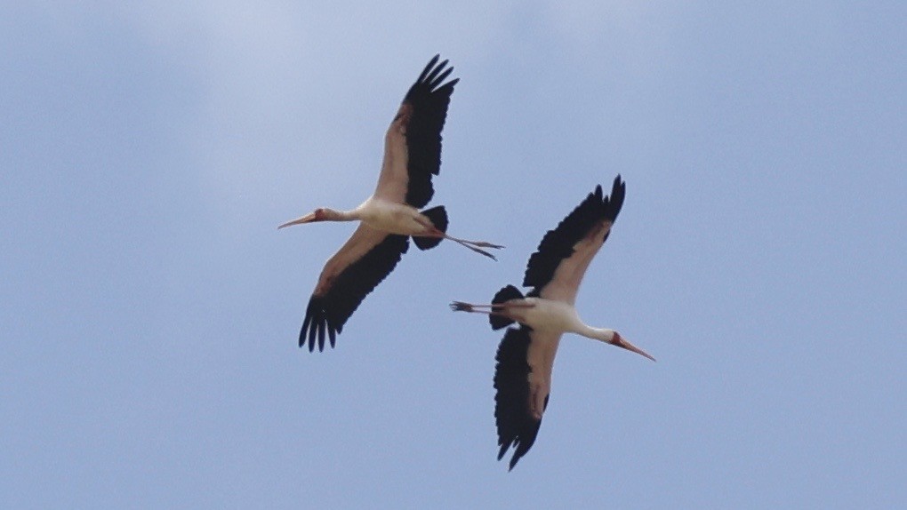 Yellow-billed Stork - ML646603146