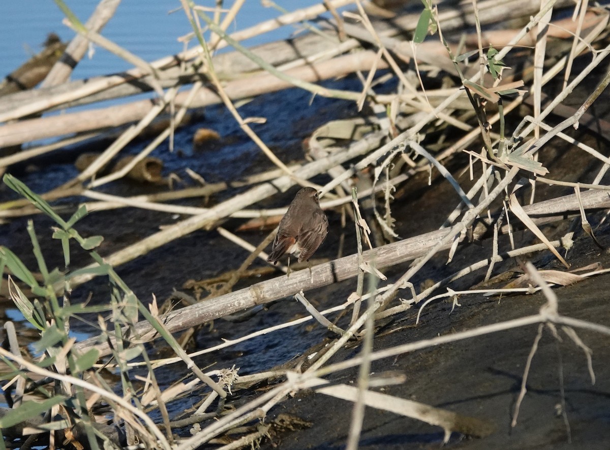Bluethroat - ML646603147