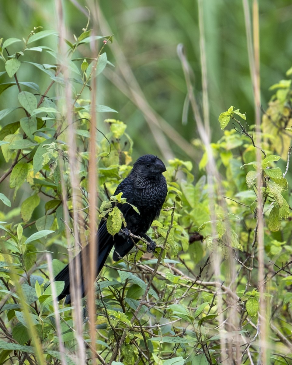 glattnebbani - ML646603148