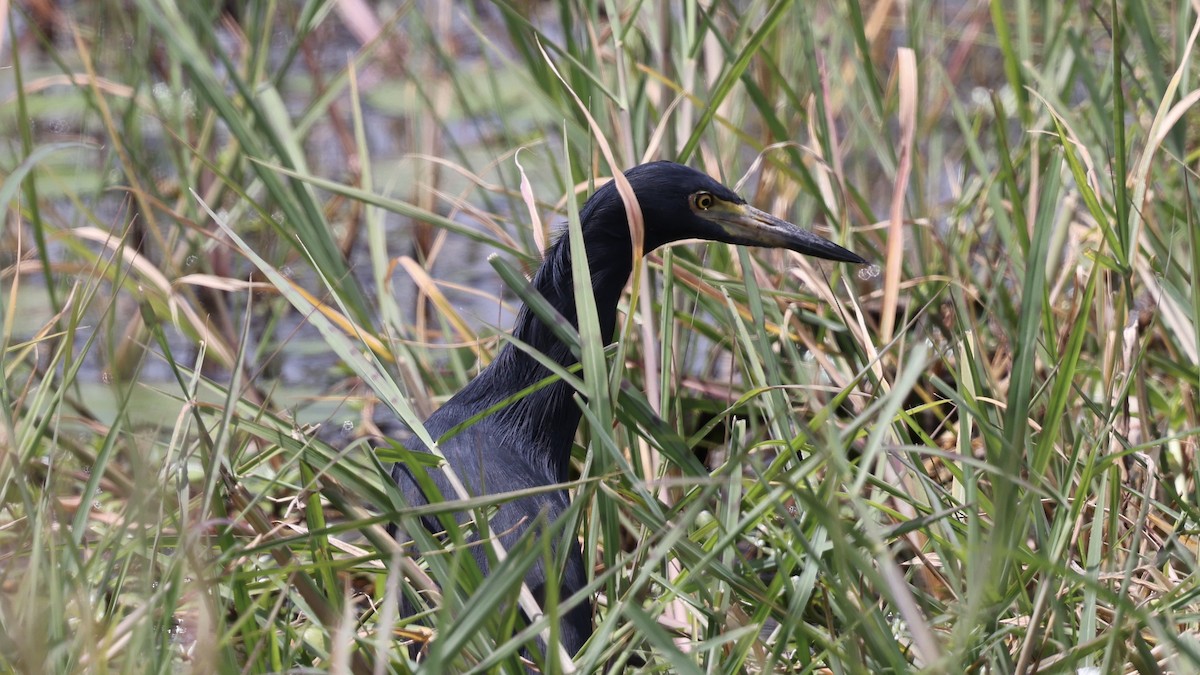 Rufous-bellied Heron - ML646603150
