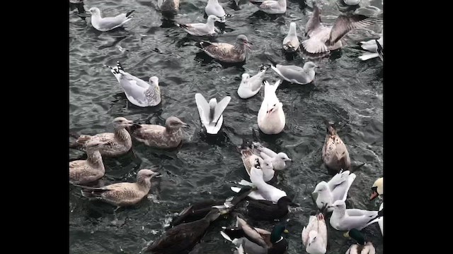 Glaucous Gull - ML646603154
