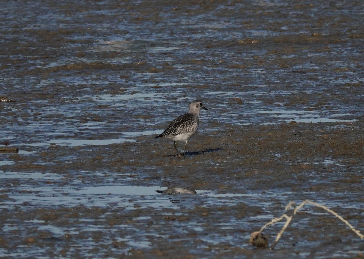 Black-bellied Plover - ML646603155