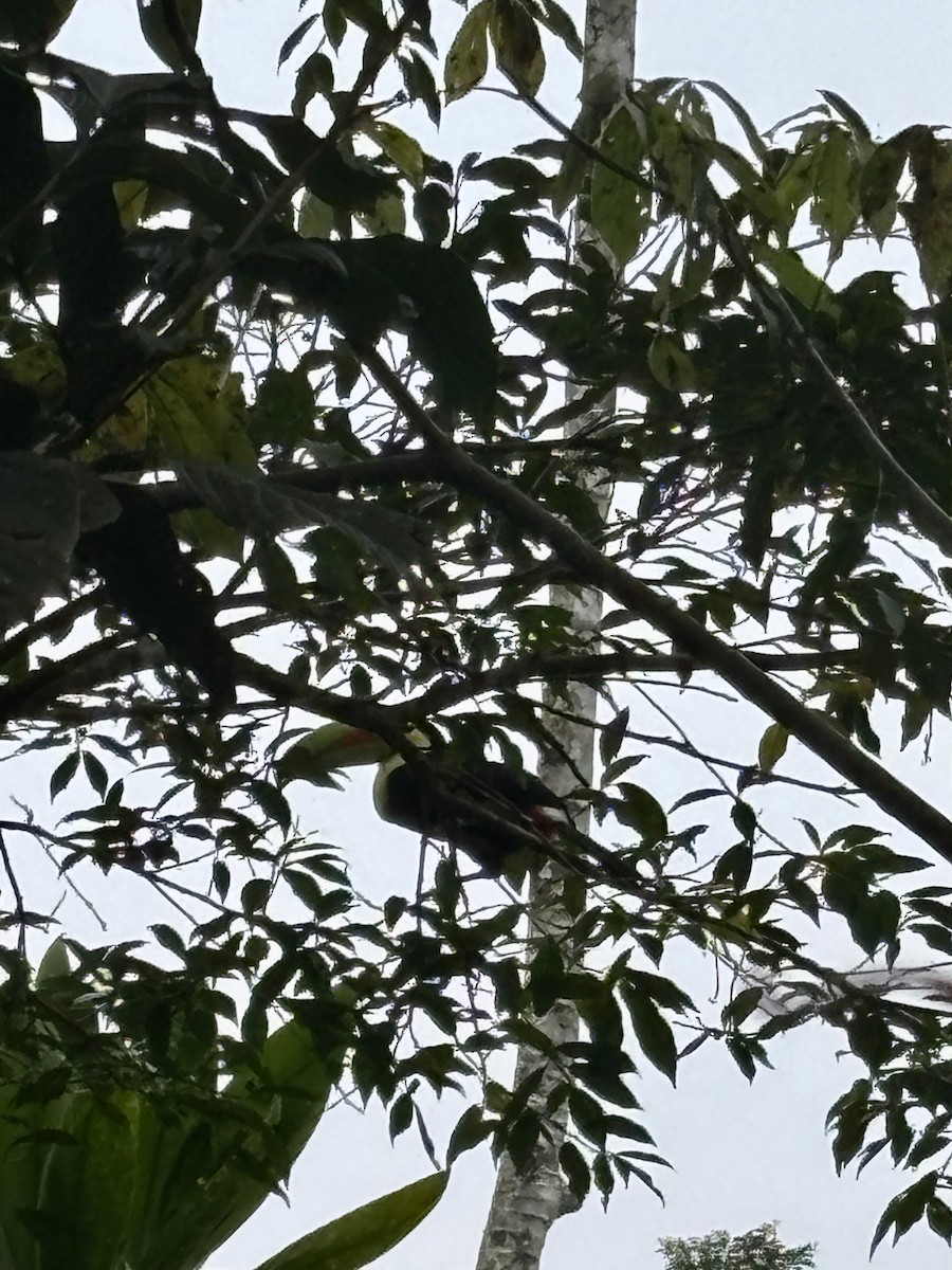 tukan středoamerický - ML646603159