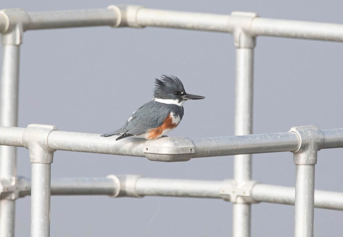 Belted Kingfisher - ML646603160