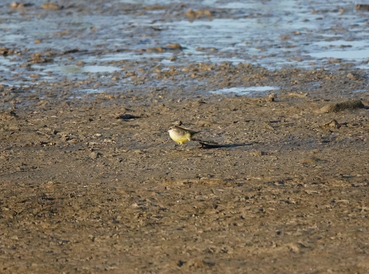 Lavandera Boyera - ML646603164