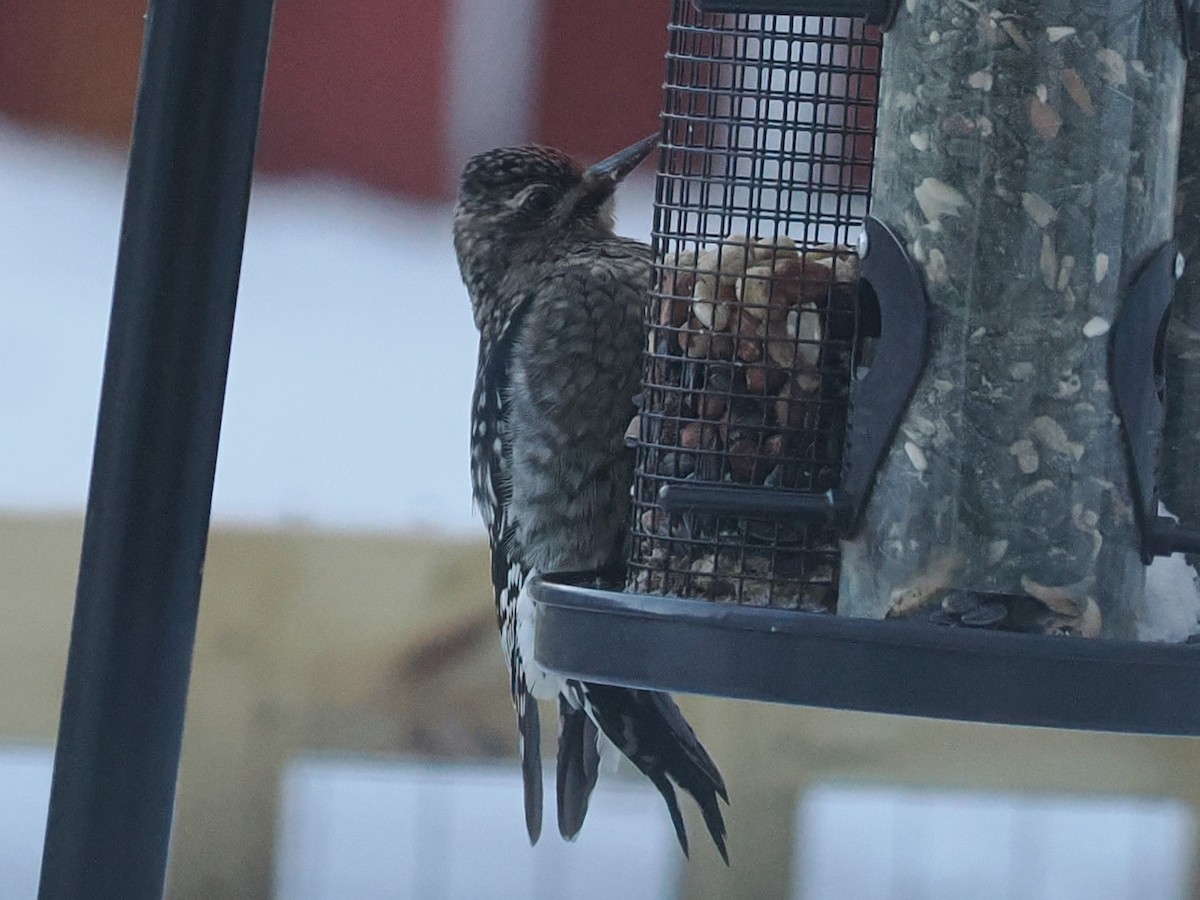 Yellow-bellied Sapsucker - ML646603166