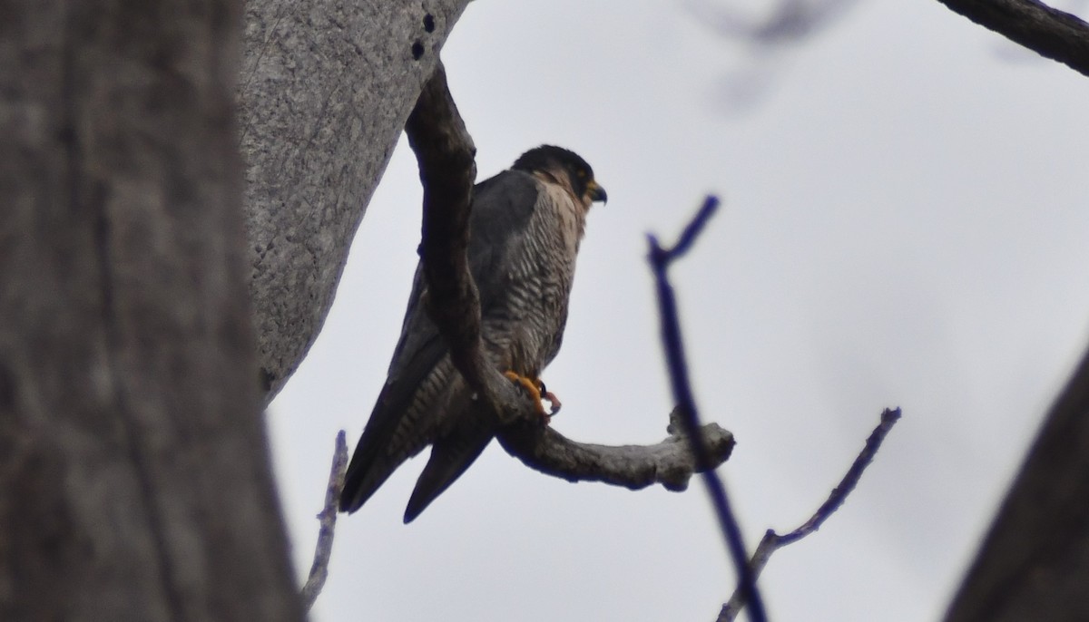 Peregrine Falcon - ML646603167
