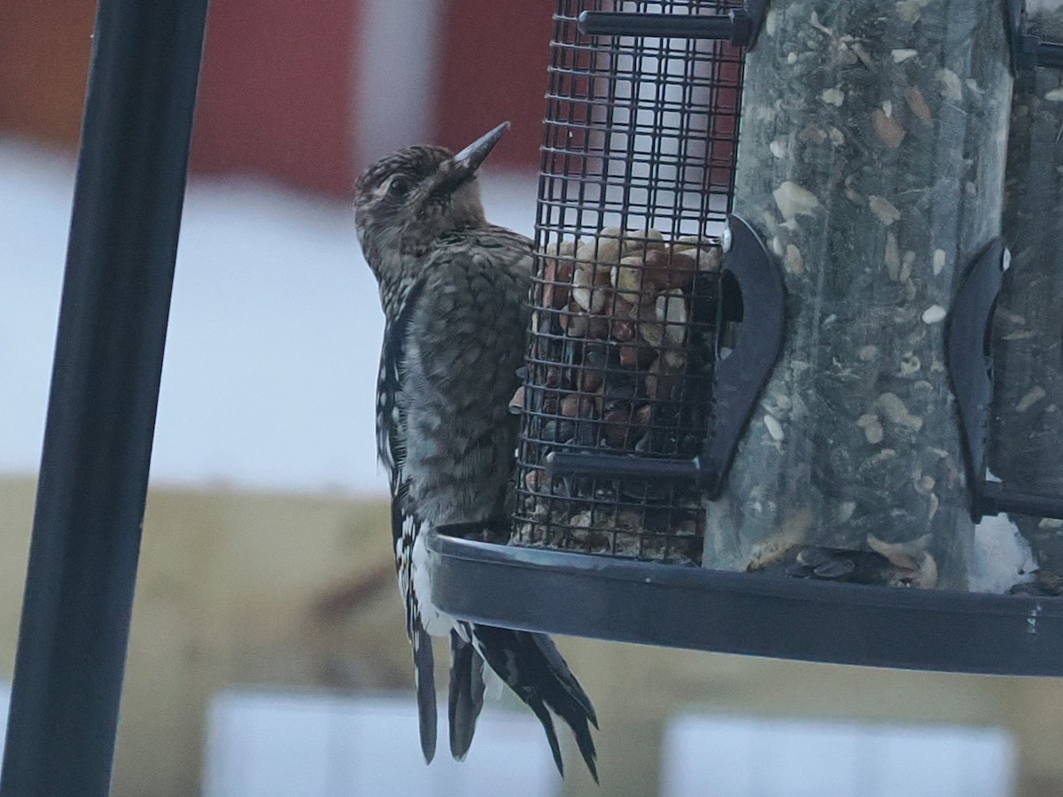 Yellow-bellied Sapsucker - ML646603168