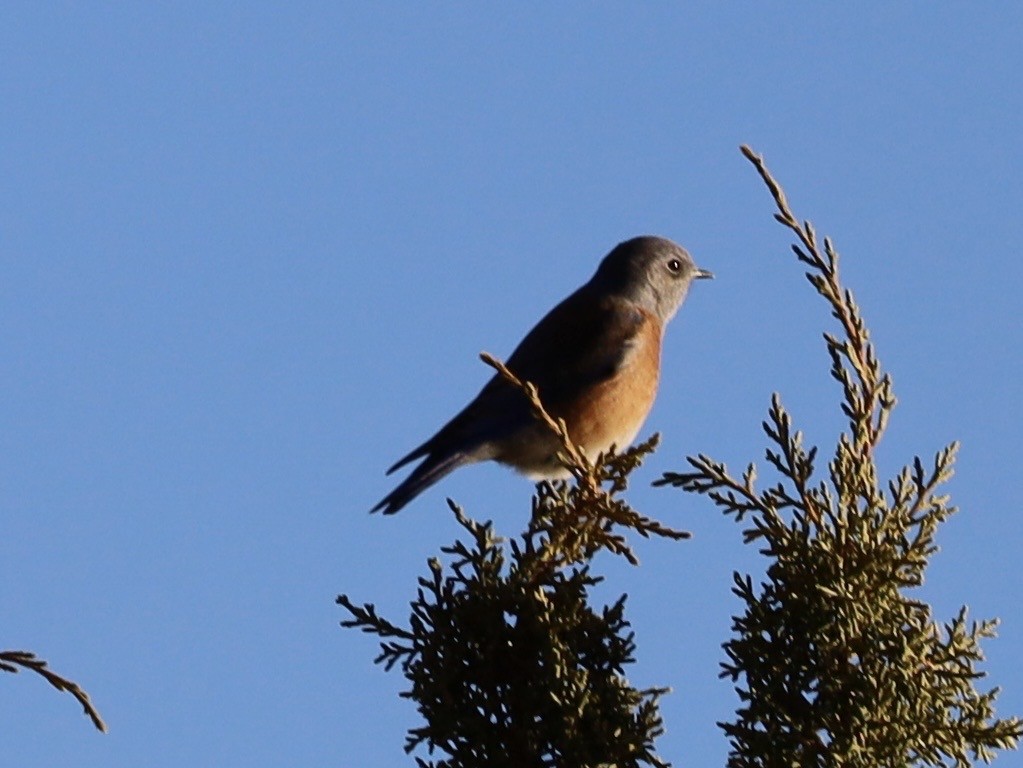 Western Bluebird - ML646603173