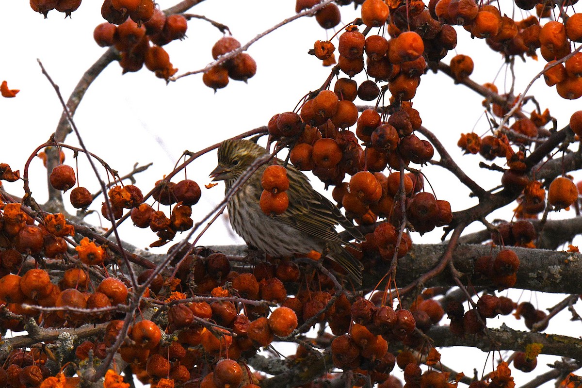 Cassin's Finch - ML646603174