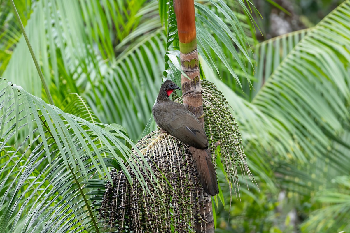 Pénélope panachée - ML646603176