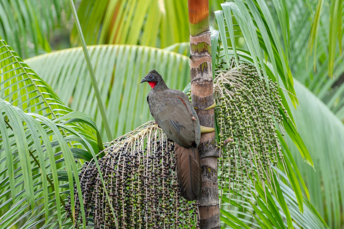 Pénélope panachée - ML646603177