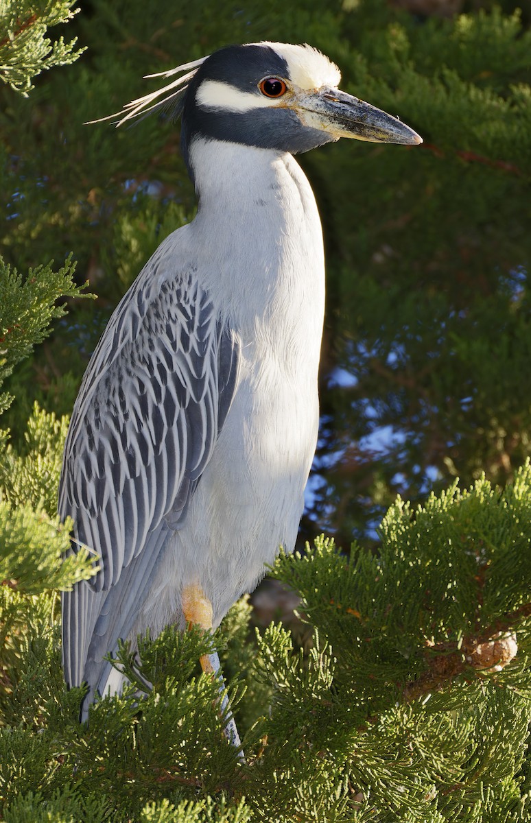 Yellow-crowned Night Heron - ML646603179