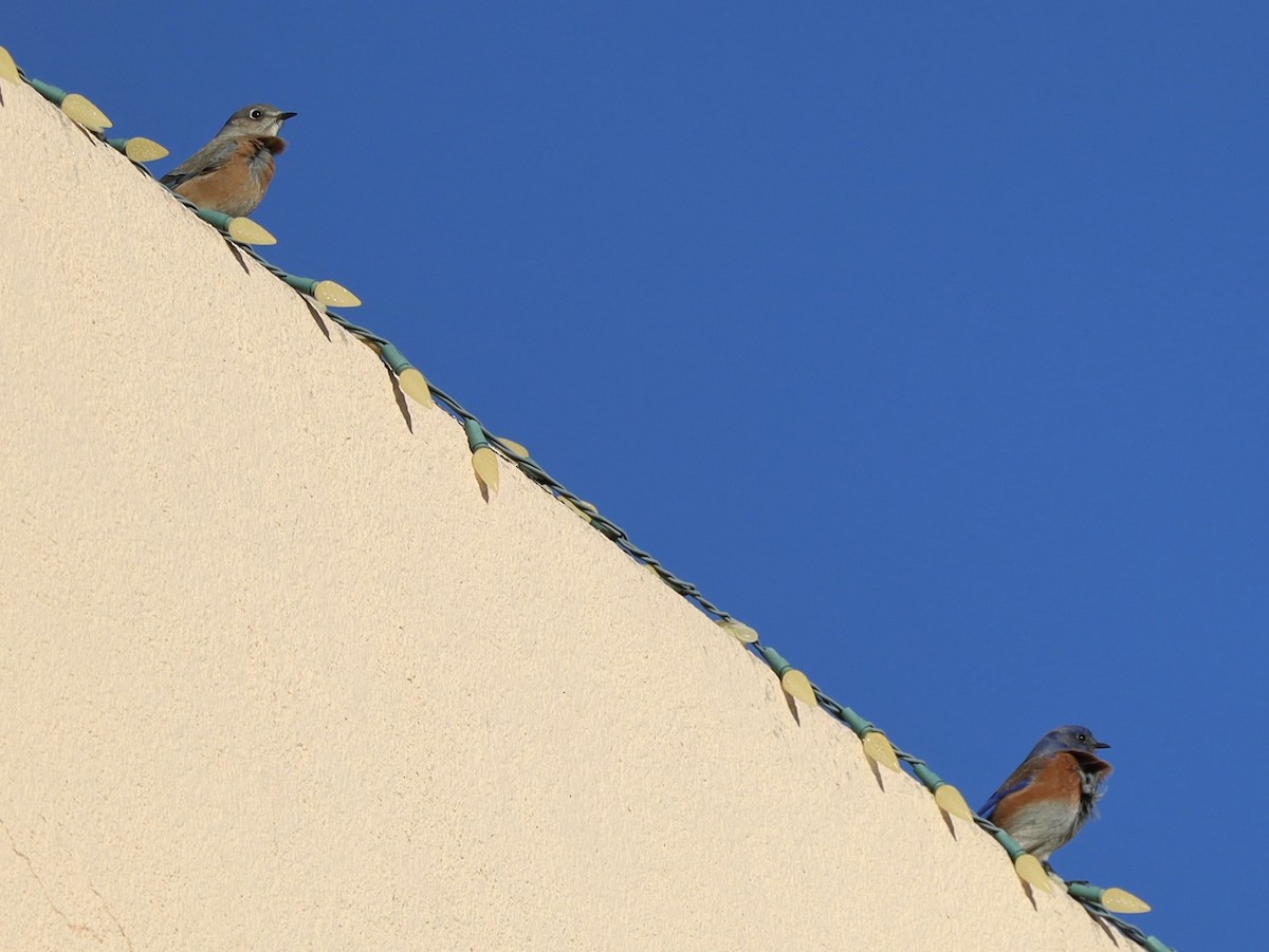 Western Bluebird - ML646603180