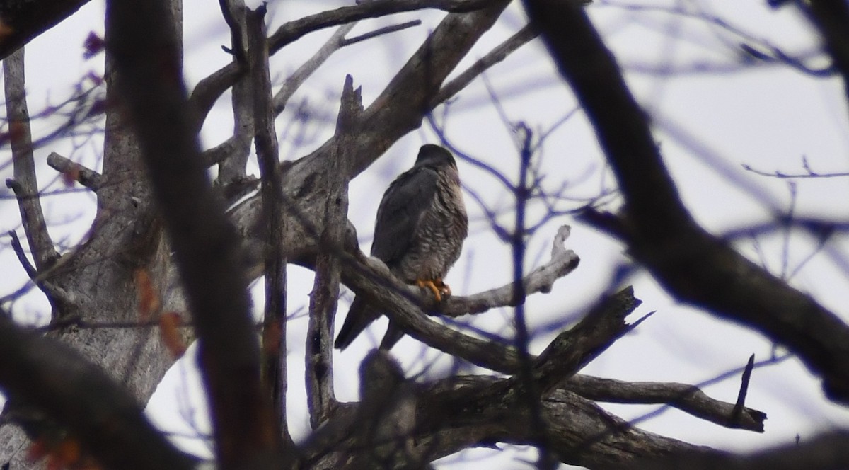 Peregrine Falcon - ML646603182