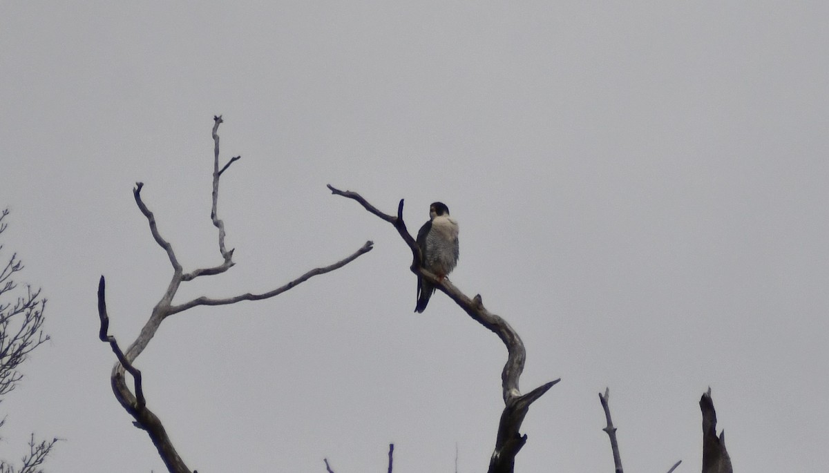 Peregrine Falcon - ML646603183