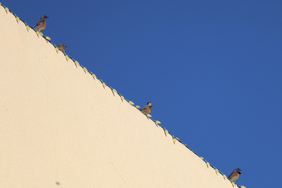 Western Bluebird - ML646603184