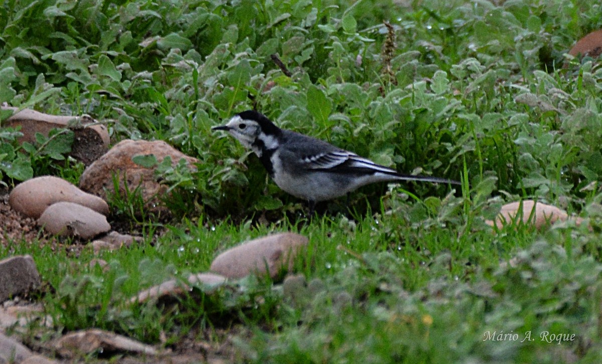 konipas bílý - ML646603185