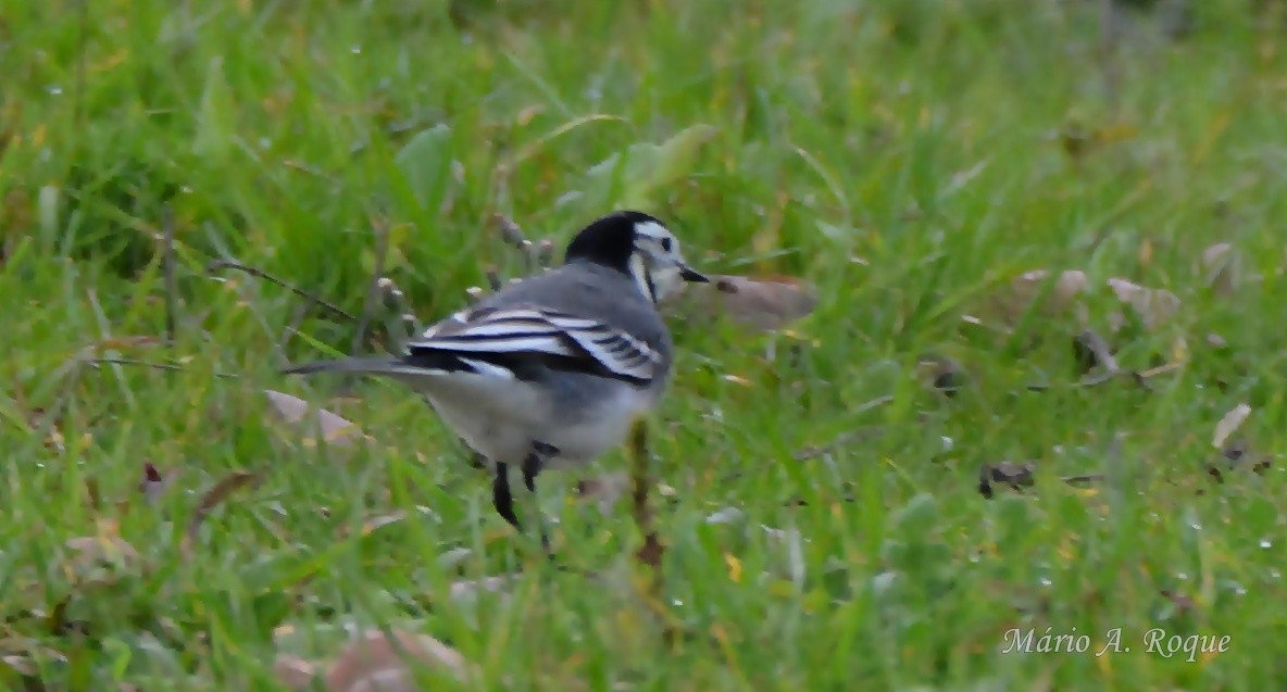 konipas bílý - ML646603186