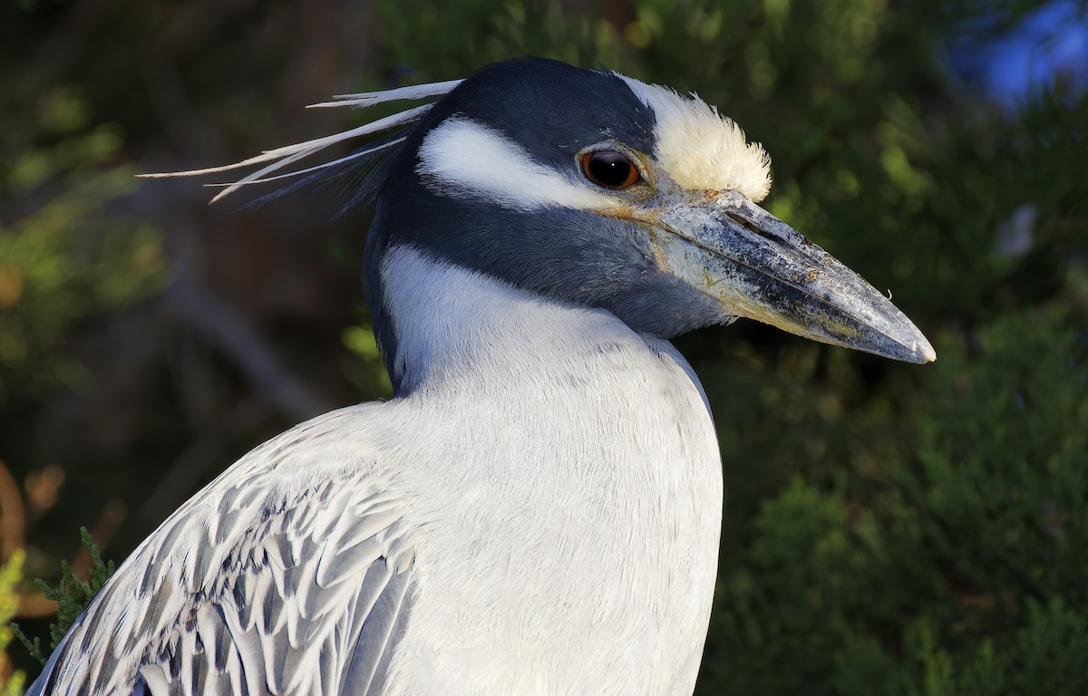 Yellow-crowned Night Heron - ML646603187