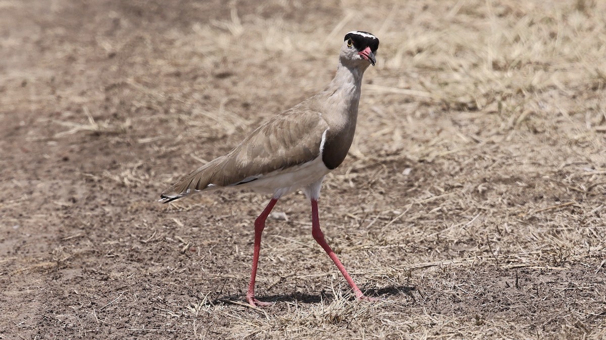 Crowned Lapwing - ML646603188