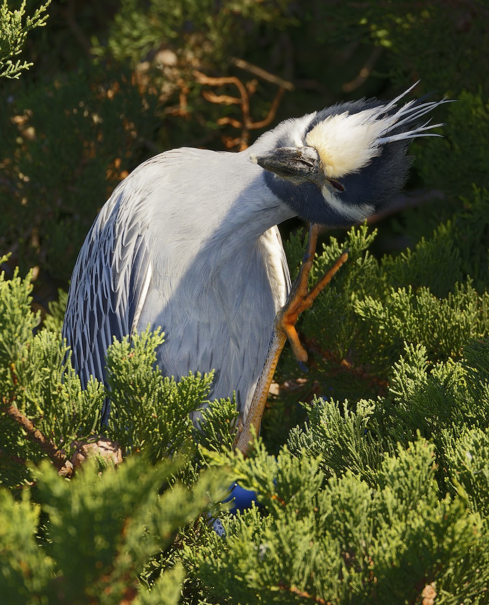 Yellow-crowned Night Heron - ML646603195
