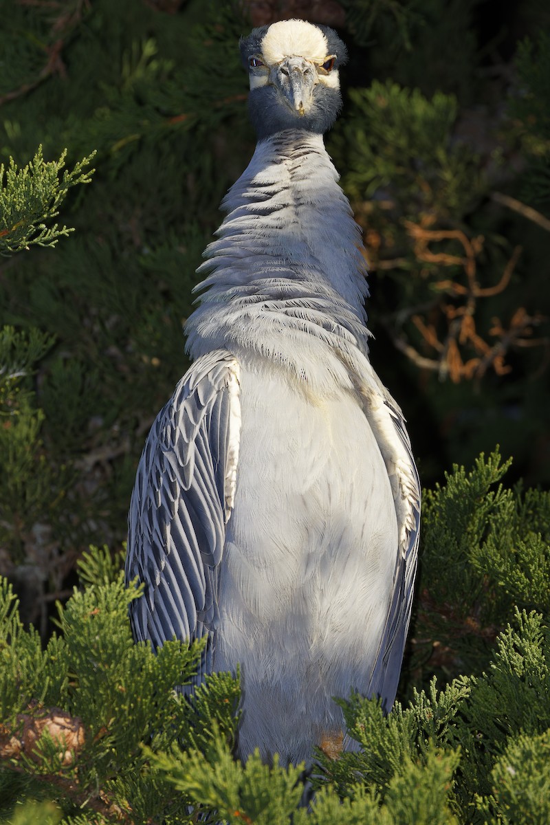 Yellow-crowned Night Heron - ML646603196