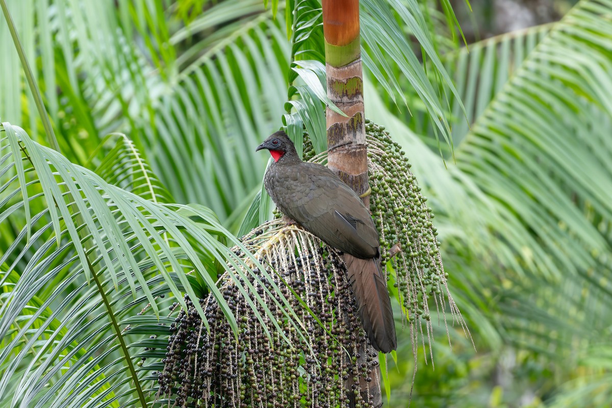 Pénélope panachée - ML646603197