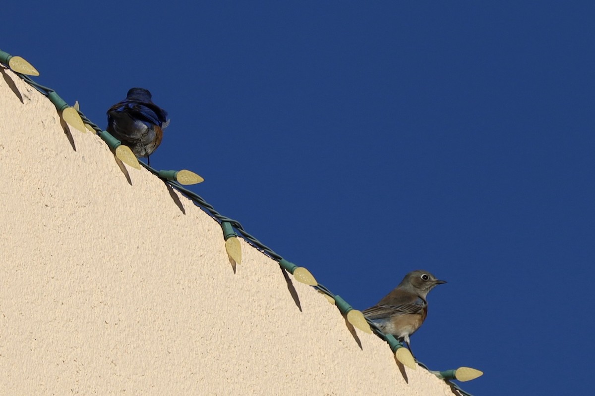 Western Bluebird - ML646603198