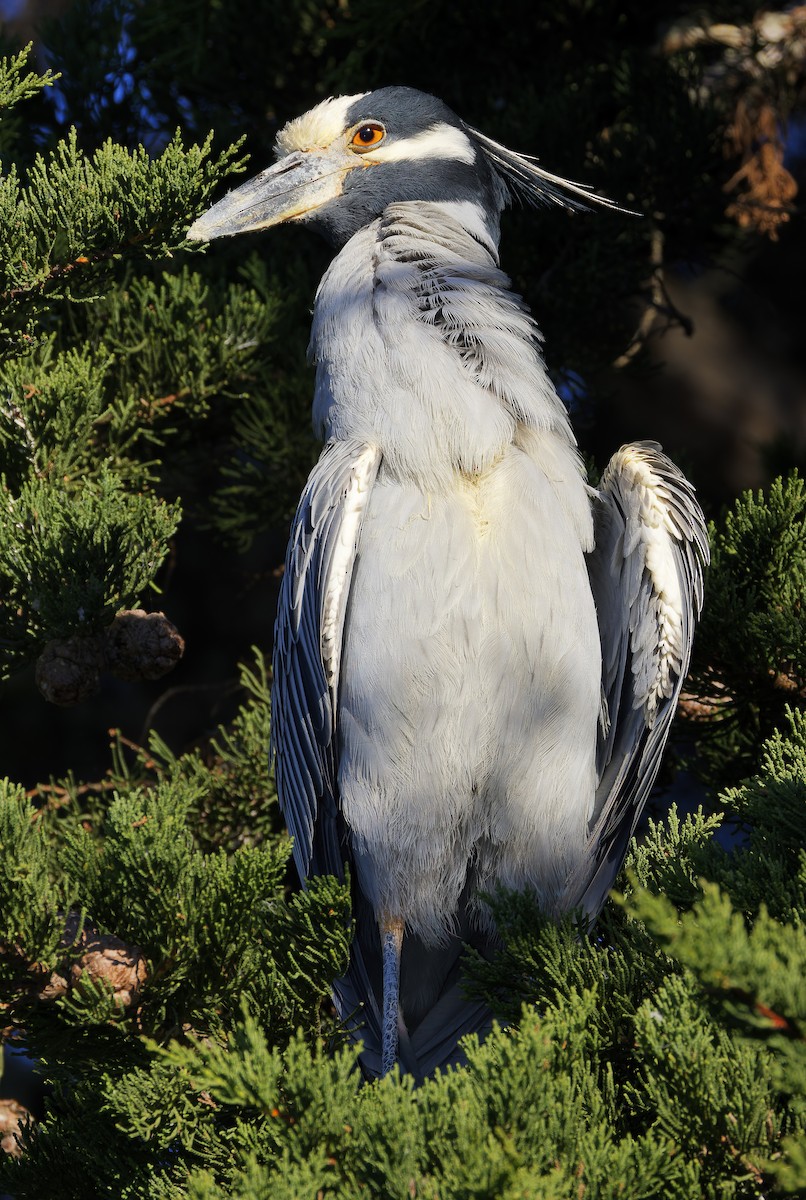 Yellow-crowned Night Heron - ML646603199