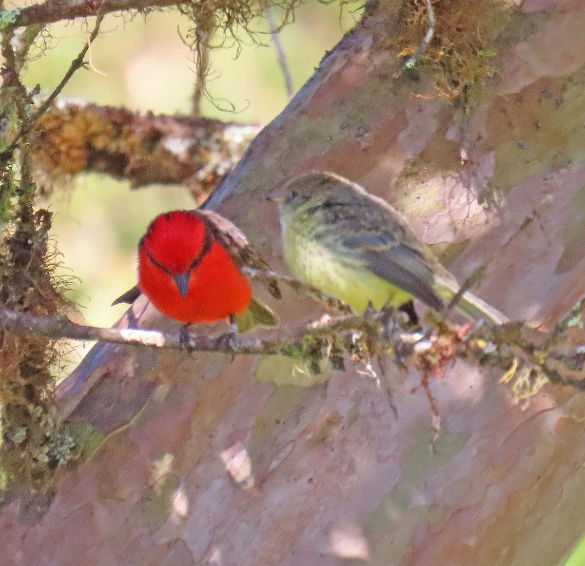 Brujo Flycatcher - ML646603201