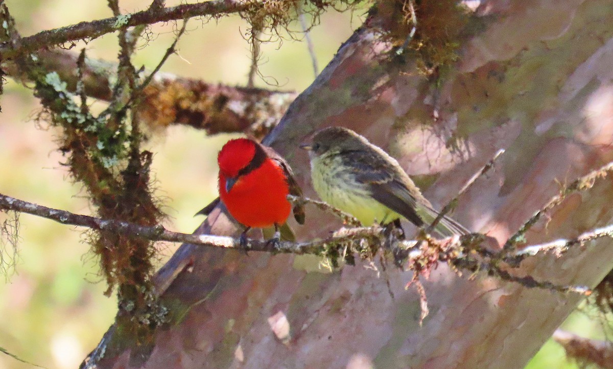 Brujo Flycatcher - ML646603203