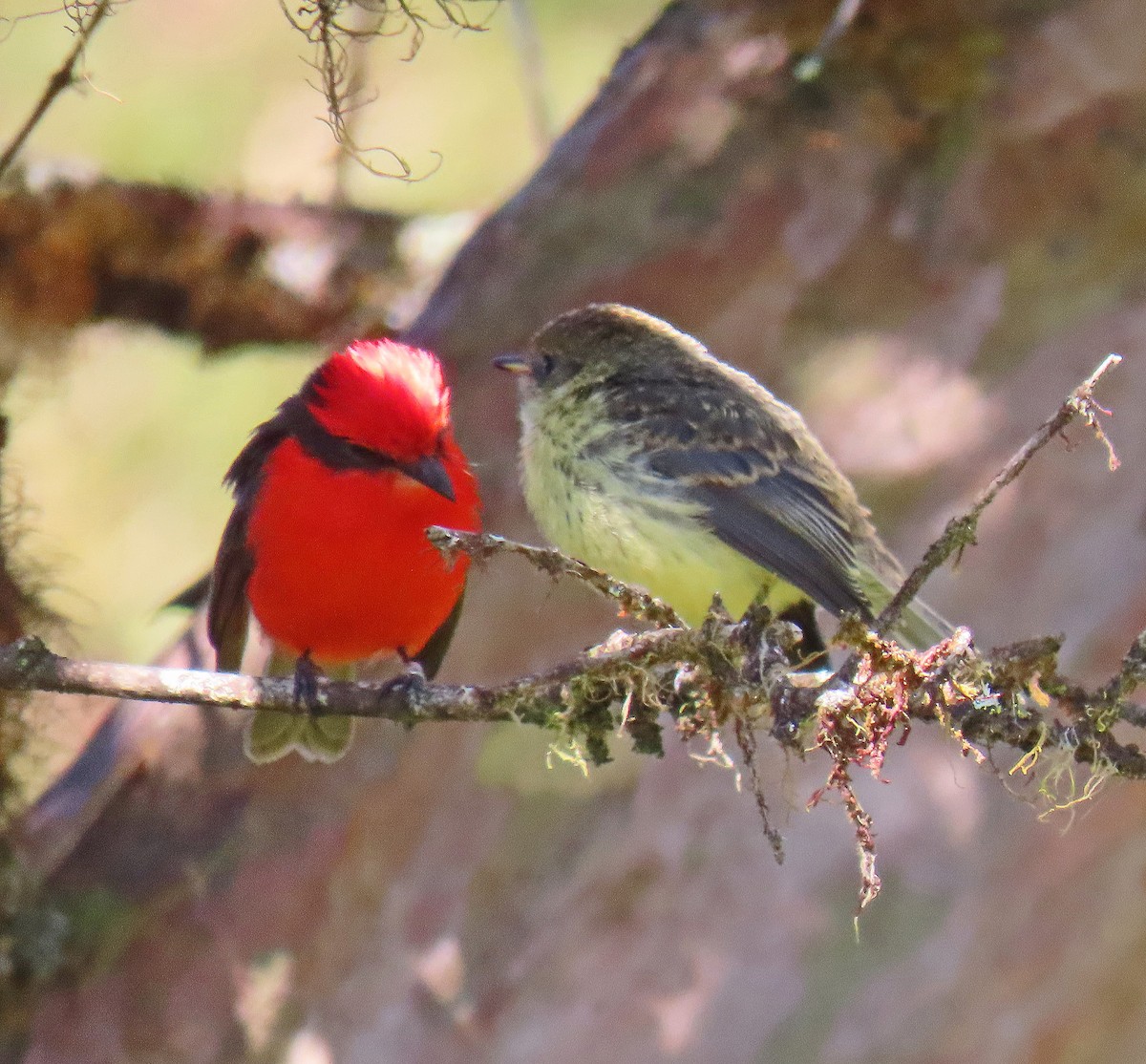 Brujo Flycatcher - ML646603204