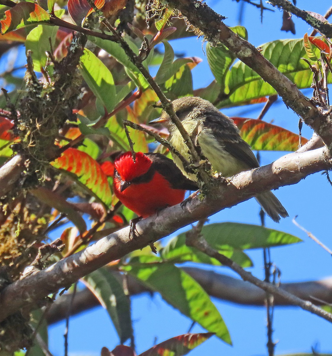 Brujo Flycatcher - ML646603205