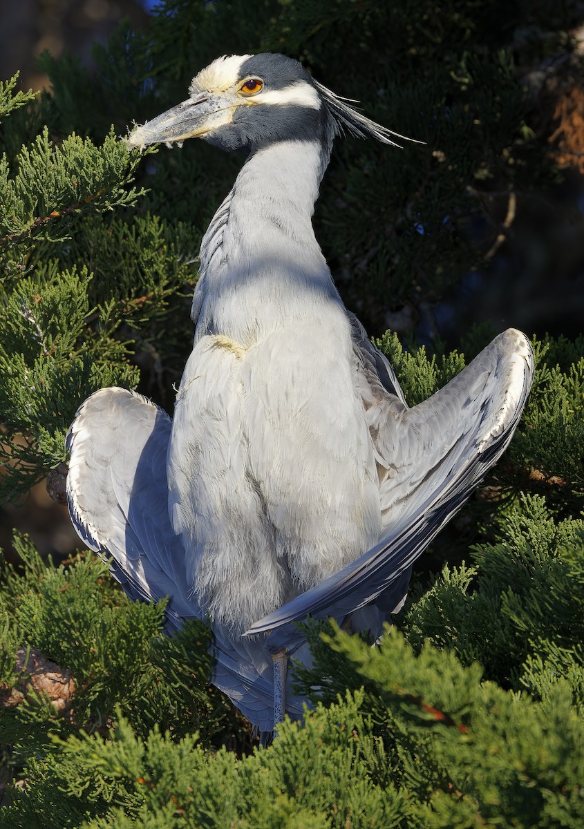 Yellow-crowned Night Heron - ML646603207