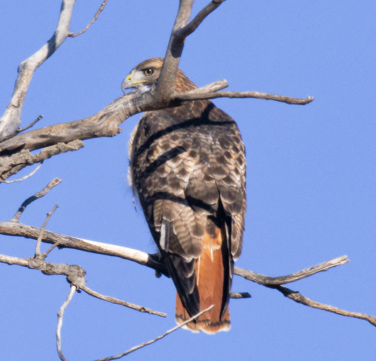 Краснохвостый канюк (borealis) - ML646603208