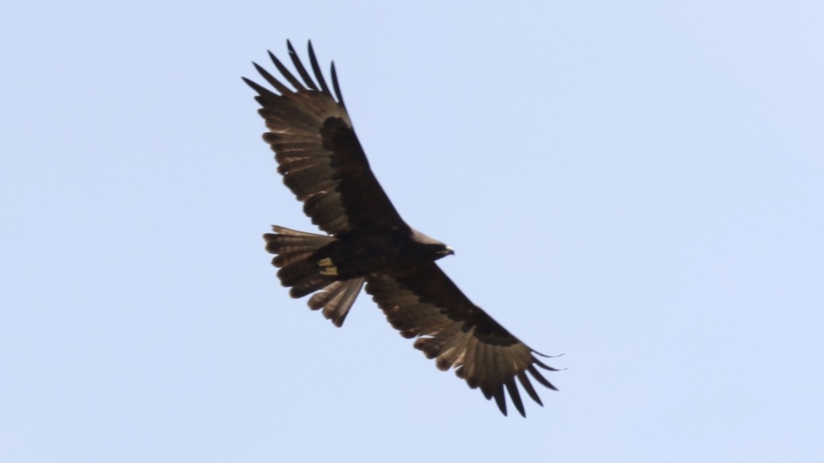 Wahlberg's Eagle - ML646603209