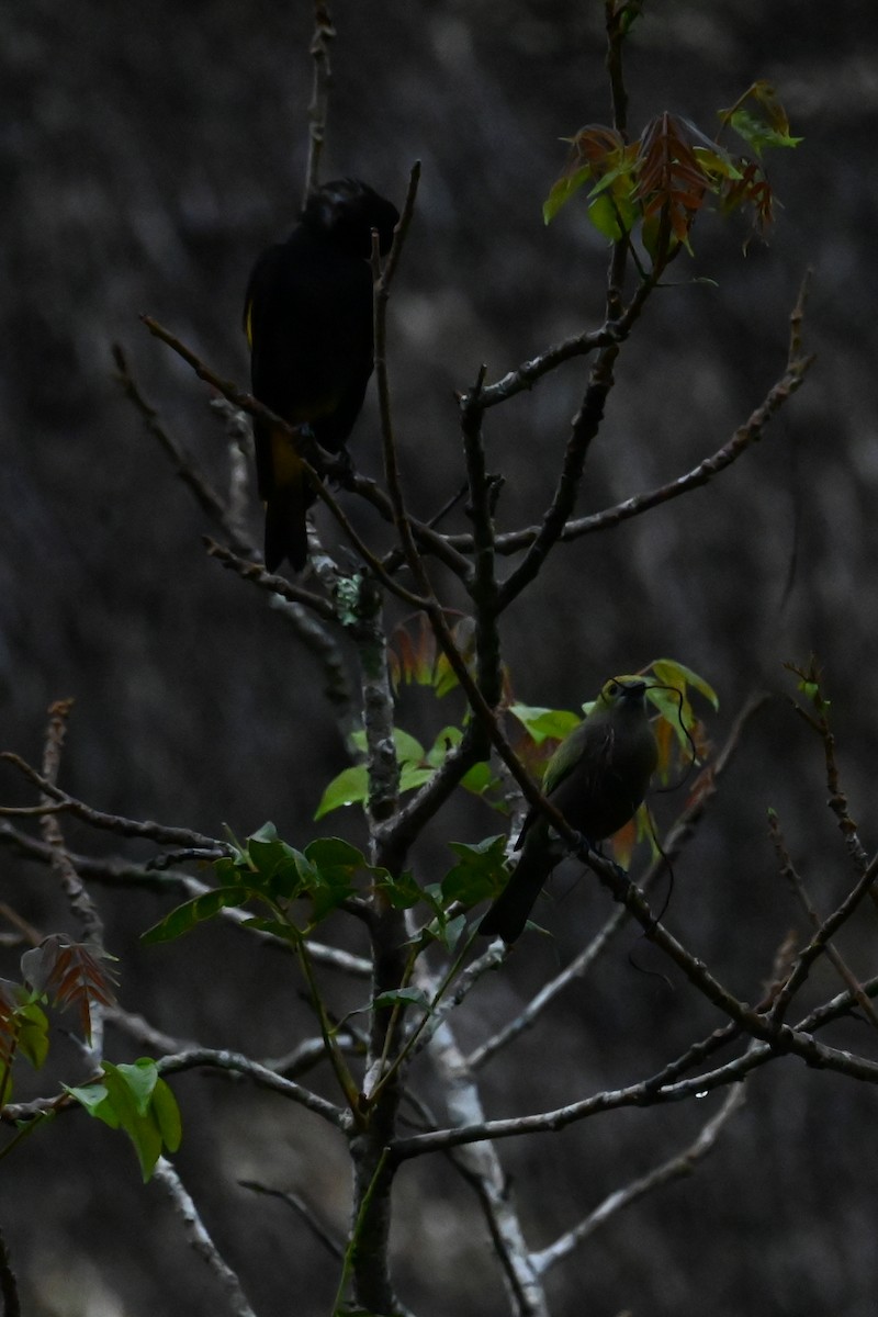 Palm Tanager - ML646603210