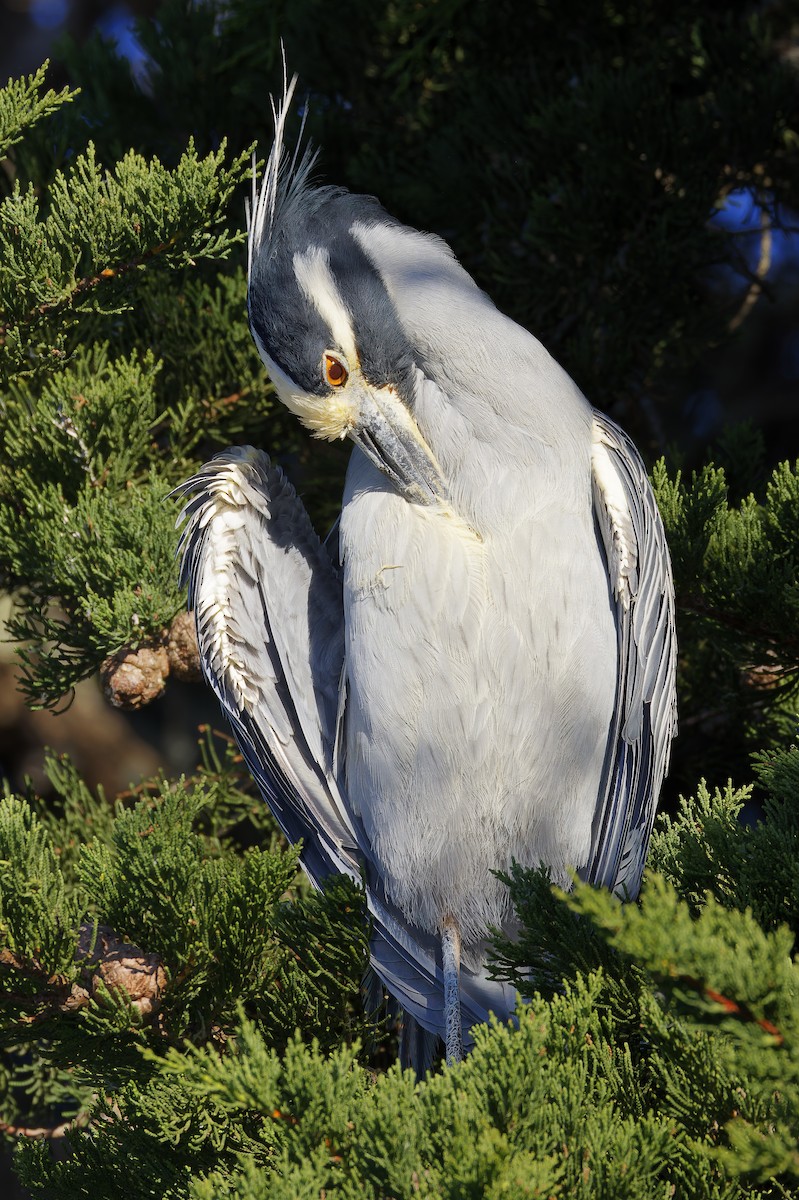 Yellow-crowned Night Heron - ML646603211