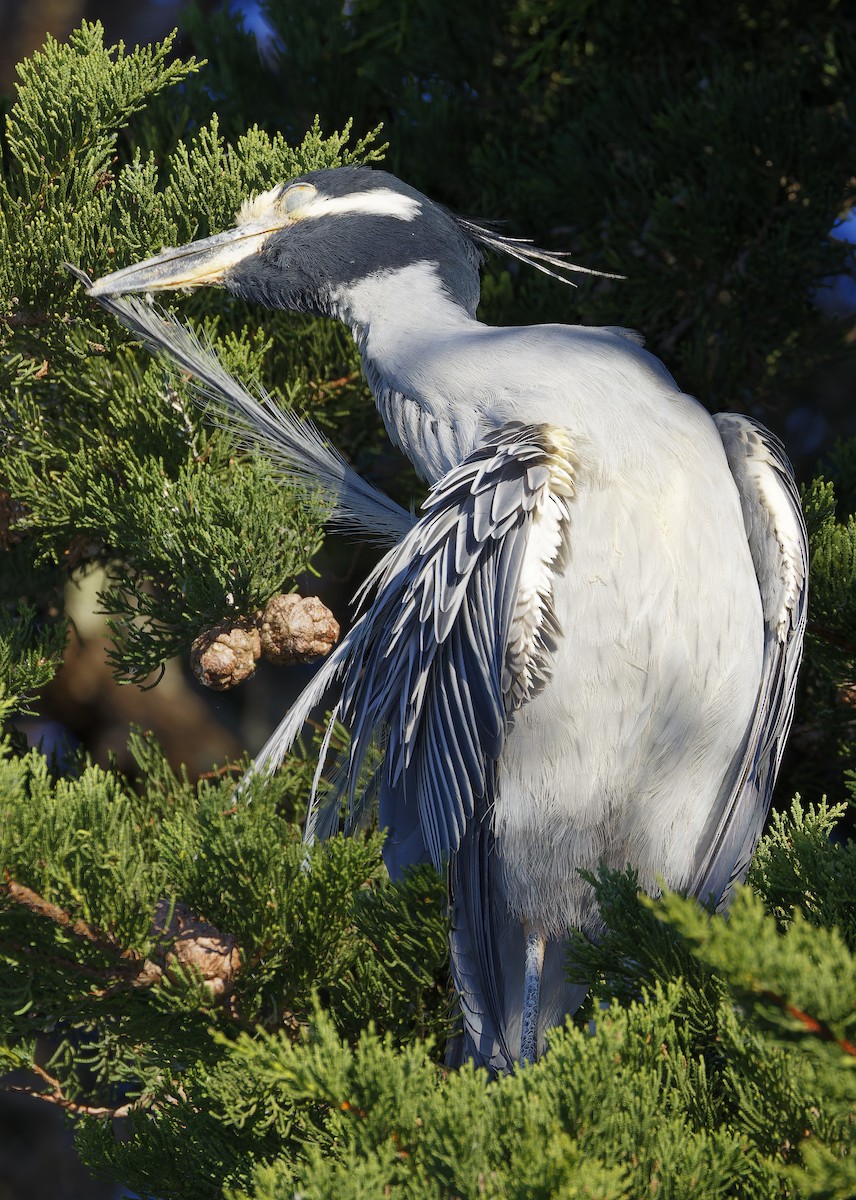 Yellow-crowned Night Heron - ML646603212