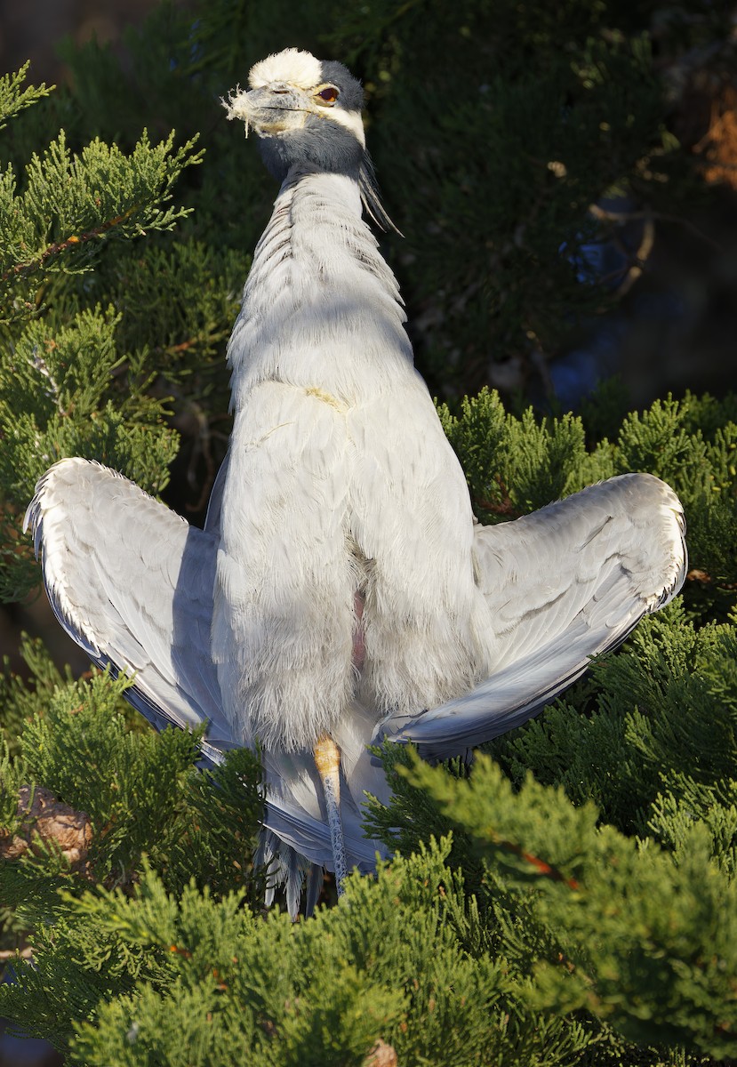 Yellow-crowned Night Heron - ML646603213