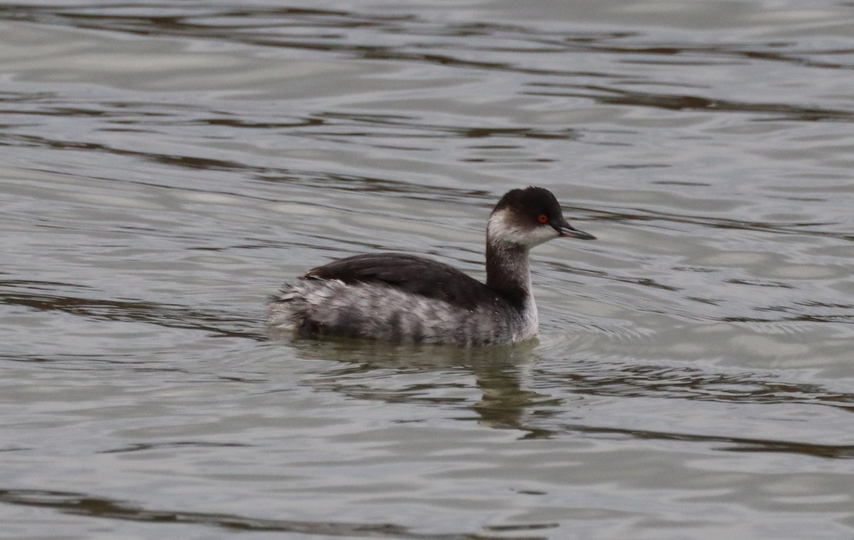 Eared Grebe - ML646603214