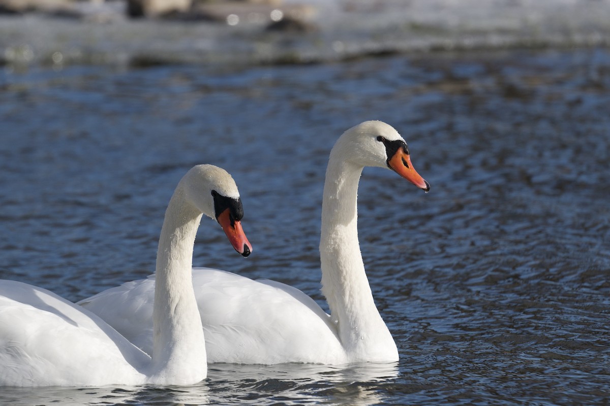Mute Swan - ML646603219