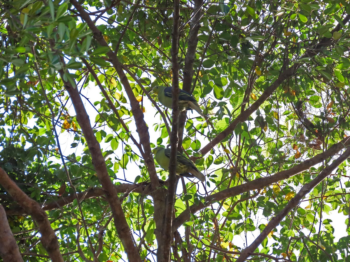 Sri Lanka Green-Pigeon - ML646603221