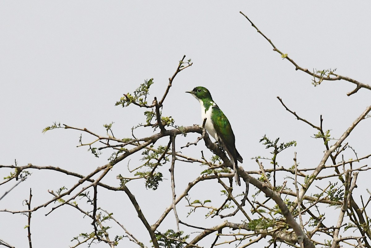 Klaas's Cuckoo - ML646603222
