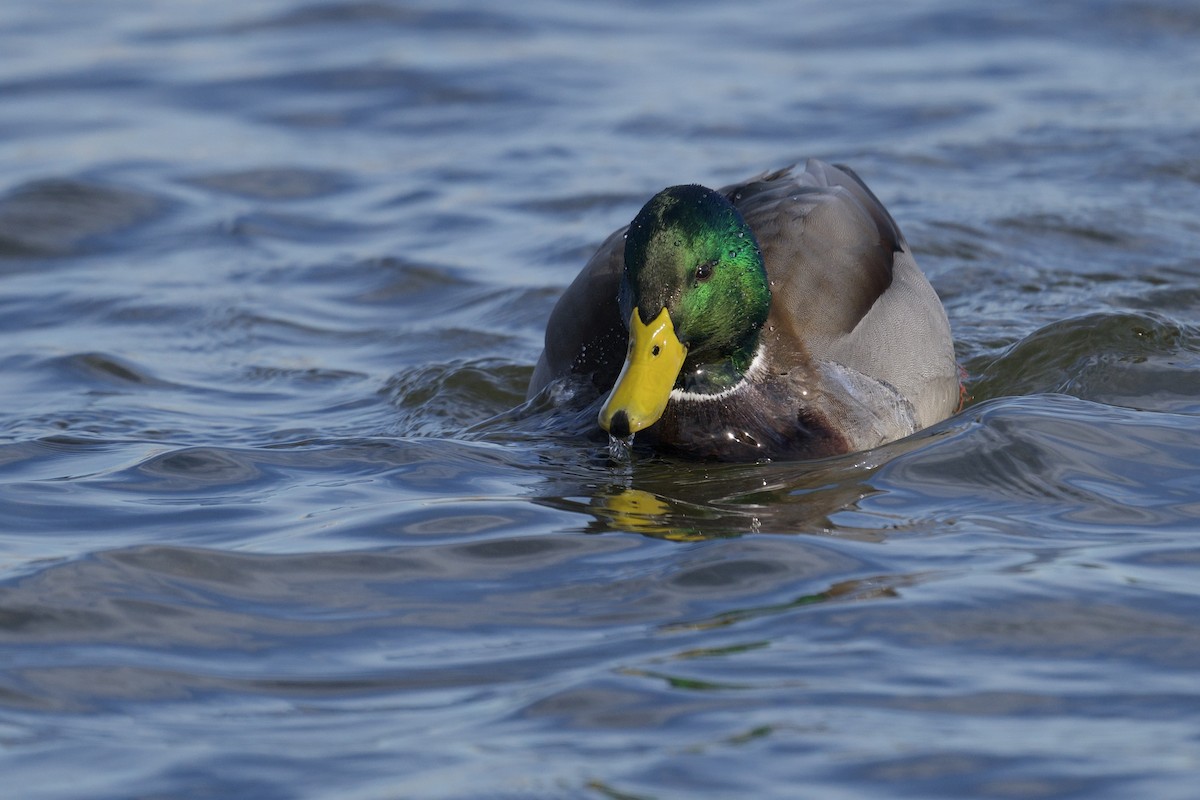 Mallard - ML646603223