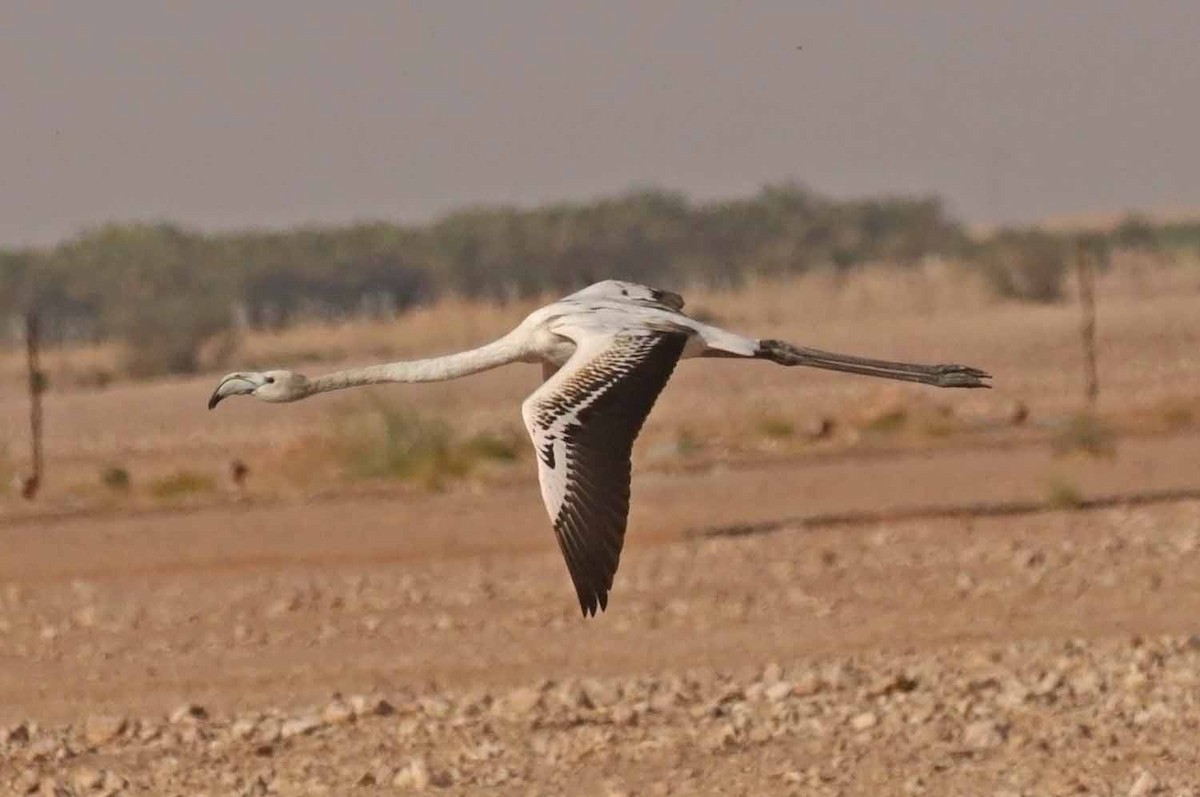 Ягаан нал - ML646603224