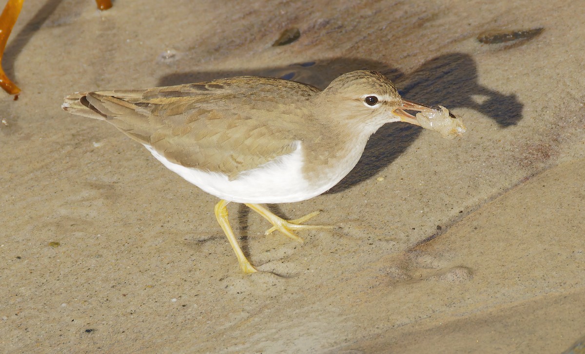 Spotted Sandpiper - ML646603226