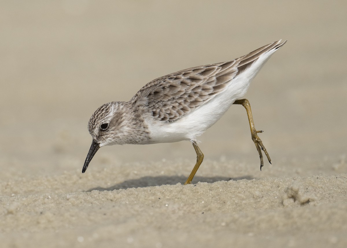 Least Sandpiper - ML646603228